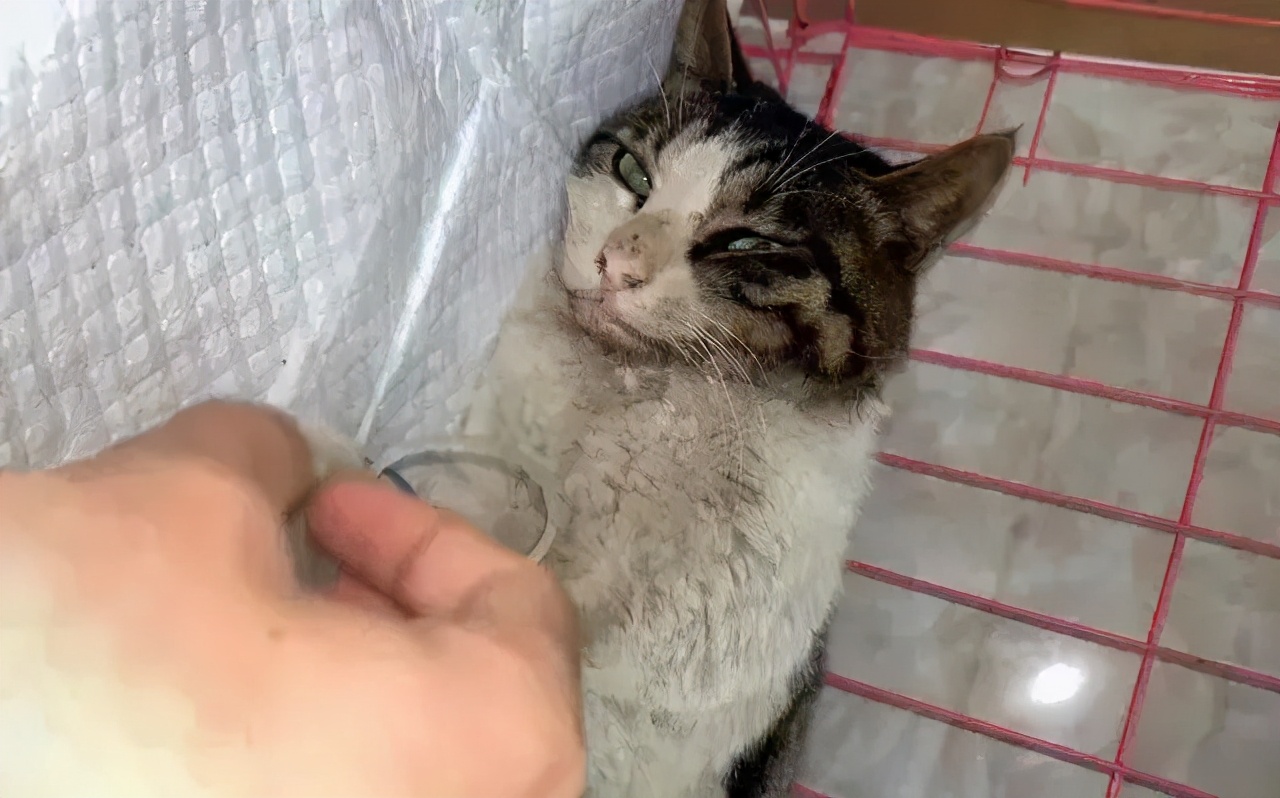 狸花猫背部受伤救助,狸花猫被主人打骨折