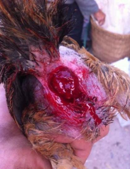 鸡脱肛怎么治疗好得快,下蛋鸡脱肛怎么治疗