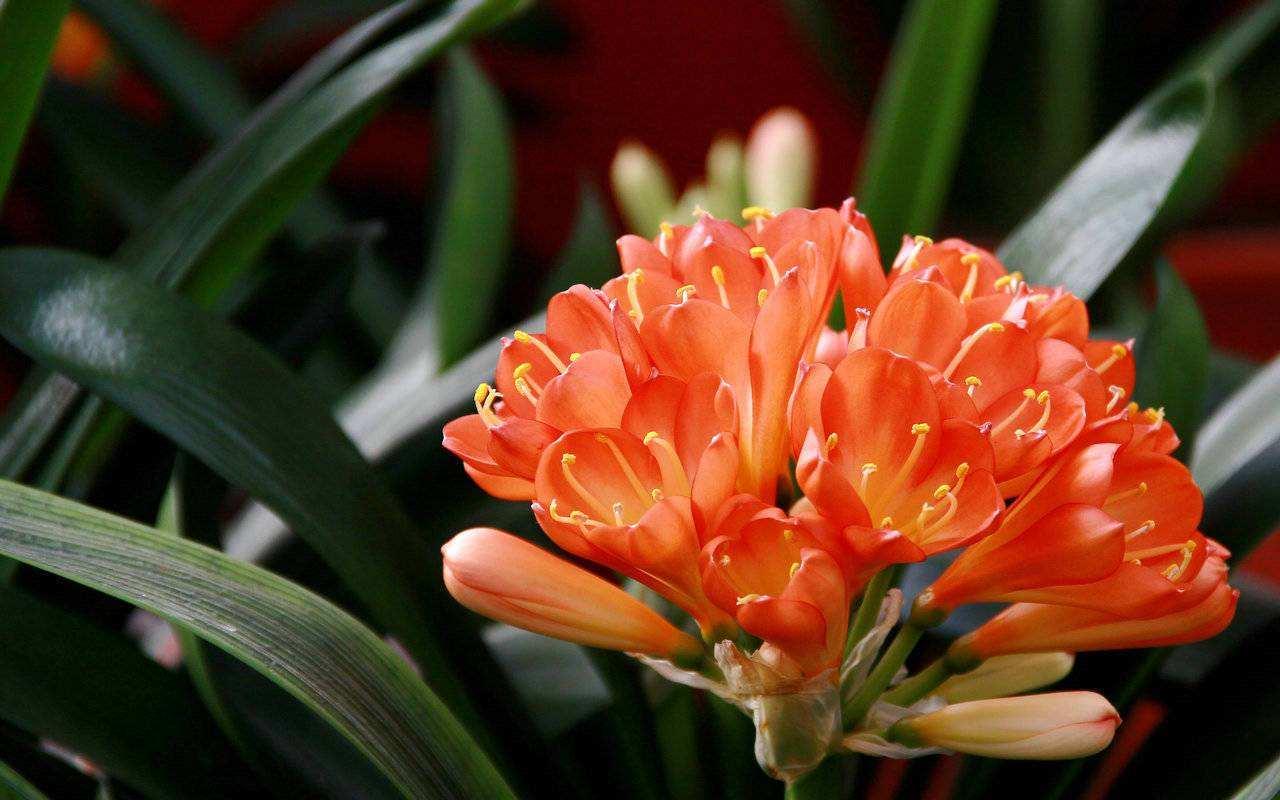 君子兰冬天能换盆吗,君子兰冬季可以换盆吗