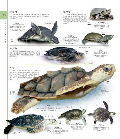 dk系列书籍六岁孩子适合入手哪些,dk儿童认知书推荐