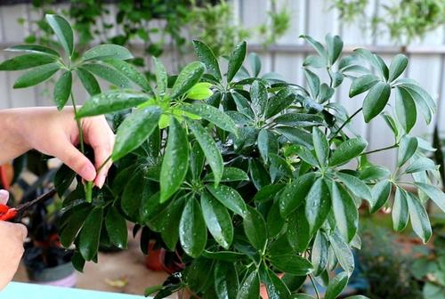 吸毒花怎么养,家庭好养的无毒花