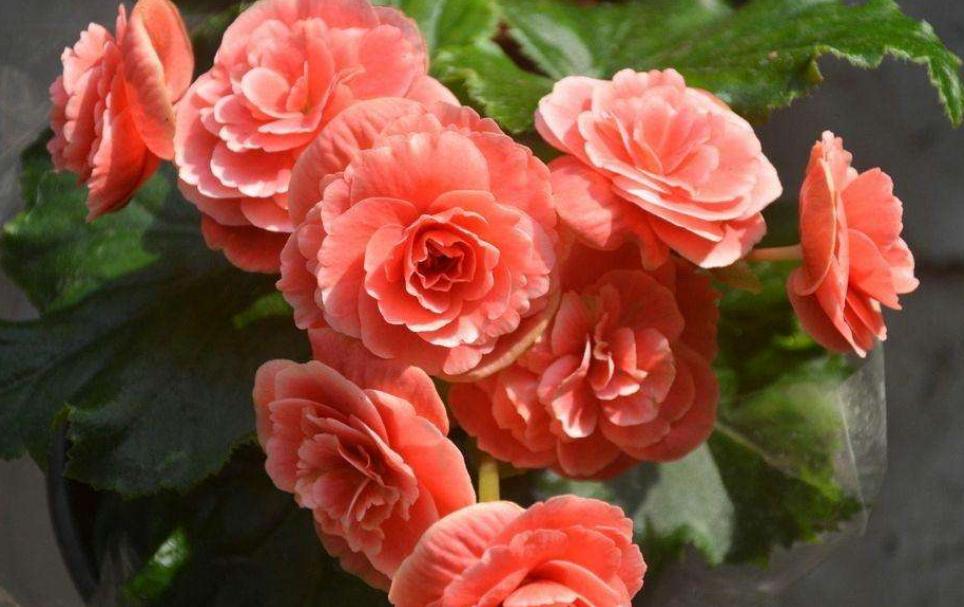家居养花首选丽格海棠，花期长，花色艳，还有“小玫瑰”的美称