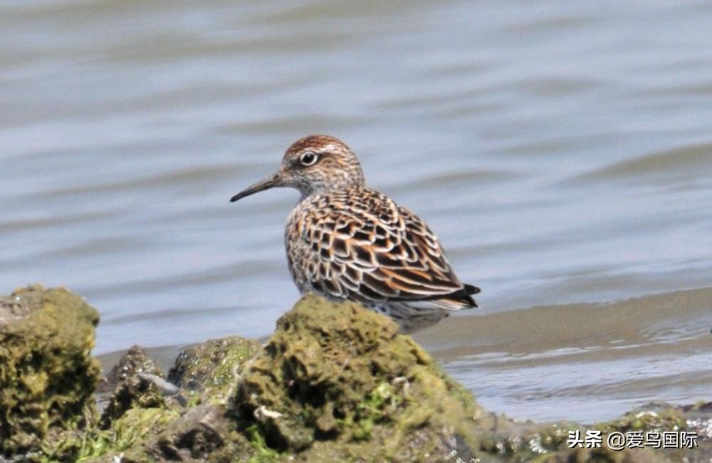 来认识一下滨鹬属的小伙伴们