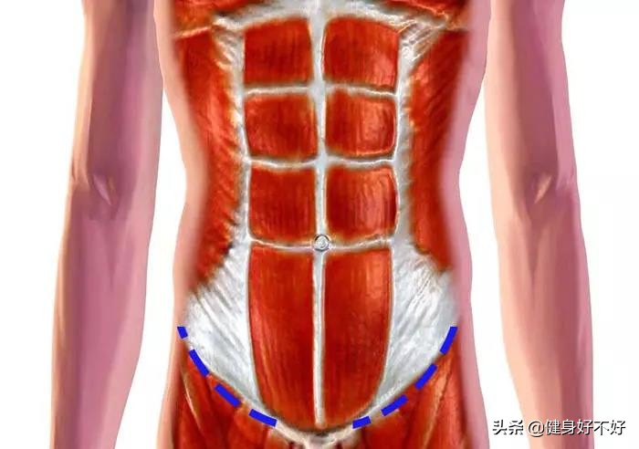 怎样练出鲨鱼肌人鱼线马甲线,人鱼线马甲线快速成型的方法