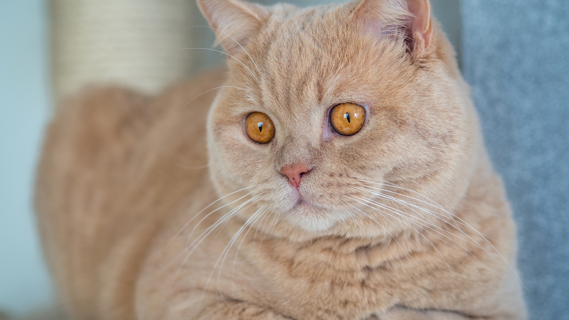 猫咪会中暑有什么症状,猫咪中暑会有哪些症状