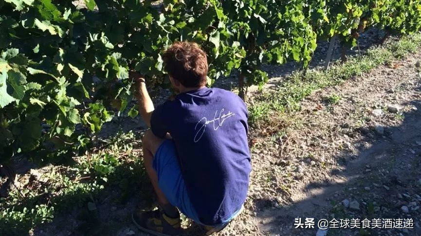 法国葡萄园工人收入,在法国葡萄酒厂打工赚钱吗