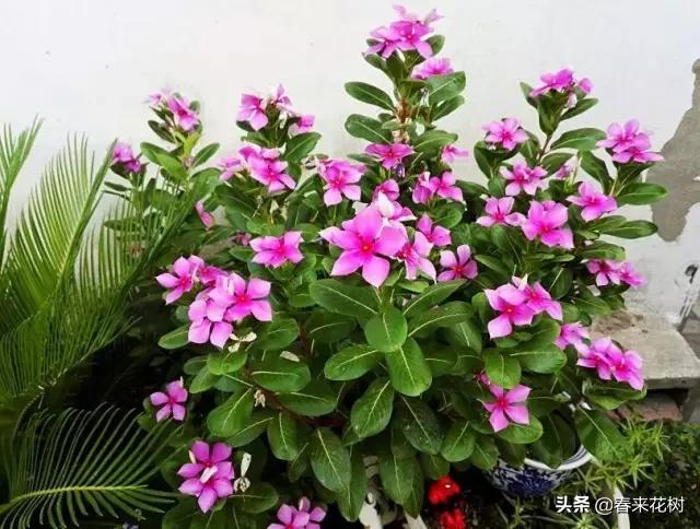 这几种植物越养越值钱,这几种花你养过吗