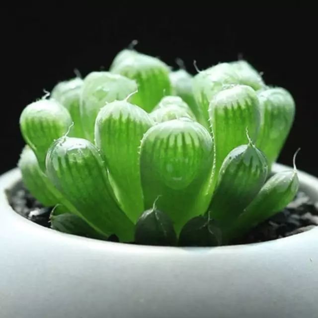 多肉植物好养又容易开花,长相怪异的9种多肉植物