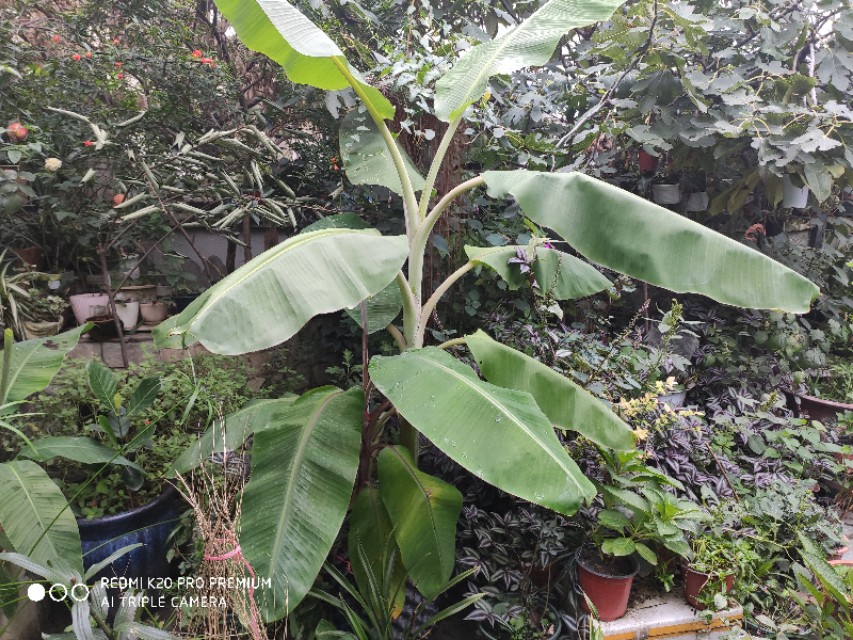 屋顶花园的香蕉种植技术,香蕉如何种植短视频
