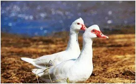 冷门种植项目又能赚钱,种养殖项目什么最赚钱