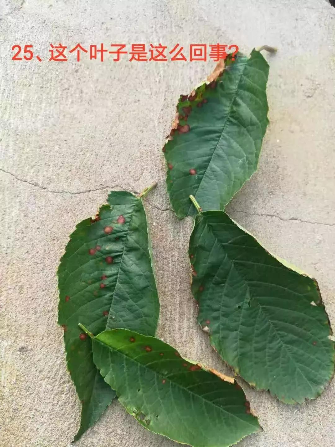 樱桃树叶发黄是什么原因该怎么治,樱桃树叶子边缘发黑是怎么回事