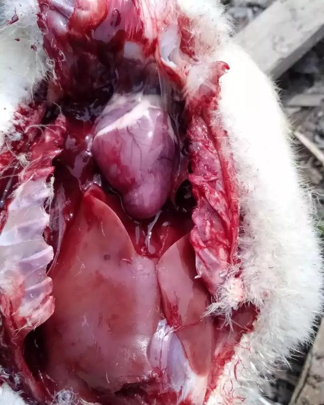 鸭鹅感冒拉白痢用什么药治,鸭鹅拉白痢用什么药