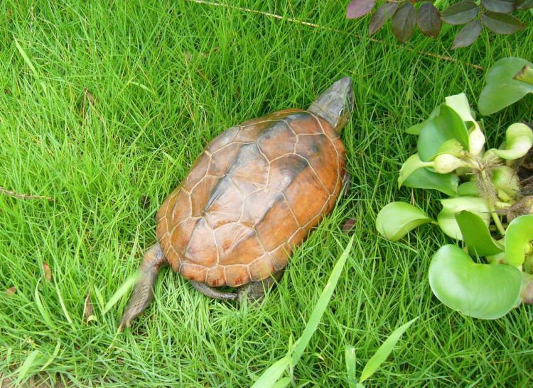 养龟半年感悟,养龟的经验和感悟