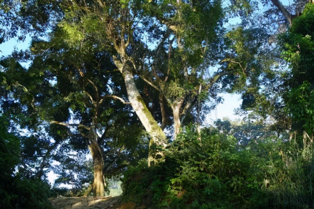 生茶张古树普洱,易武麻黑和落水洞哪个好