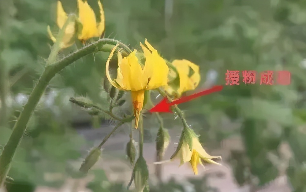 花期补硼的方法,硼和保花保果哪个效果好