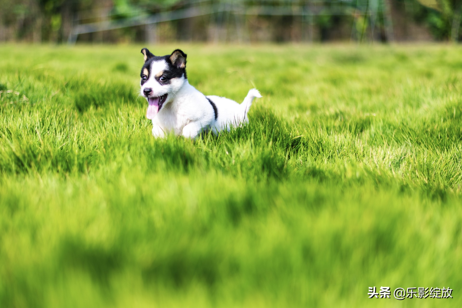 带小花狗去野外生存,带着小花去兜风