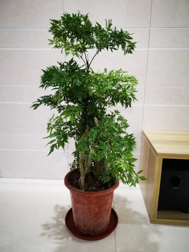 丽姐说花卉全部视频,福禄桐掉叶子发黄怎么补救