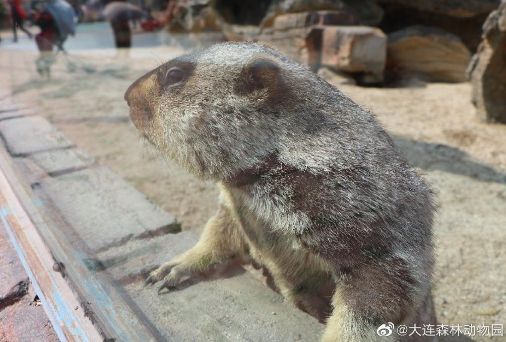 海滩再现绝美荧光海宛如蓝色星河,成都荧光海滩