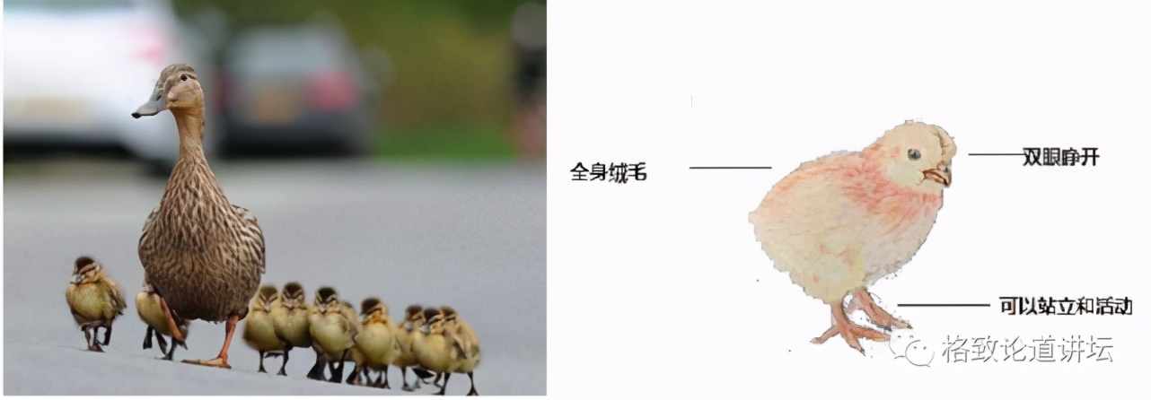 捡到只受伤的鸟怎么办,野外捡到受伤的小鸟