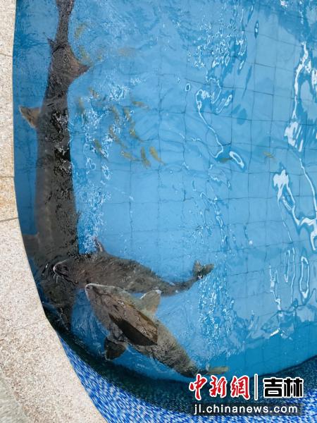 中国鲟鳇鱼历史,水中活化石鳇鱼