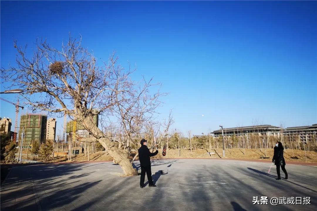 嘘！听说武威有棵树，四个人都抱不住