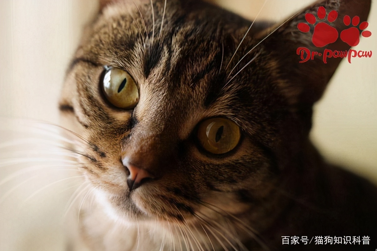 小奶猫鼻塞怎么办,小奶猫鼻腔堵了怎么办