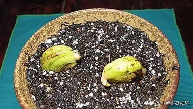 吃完的水果种子不要丢,吃完水果果核别扔