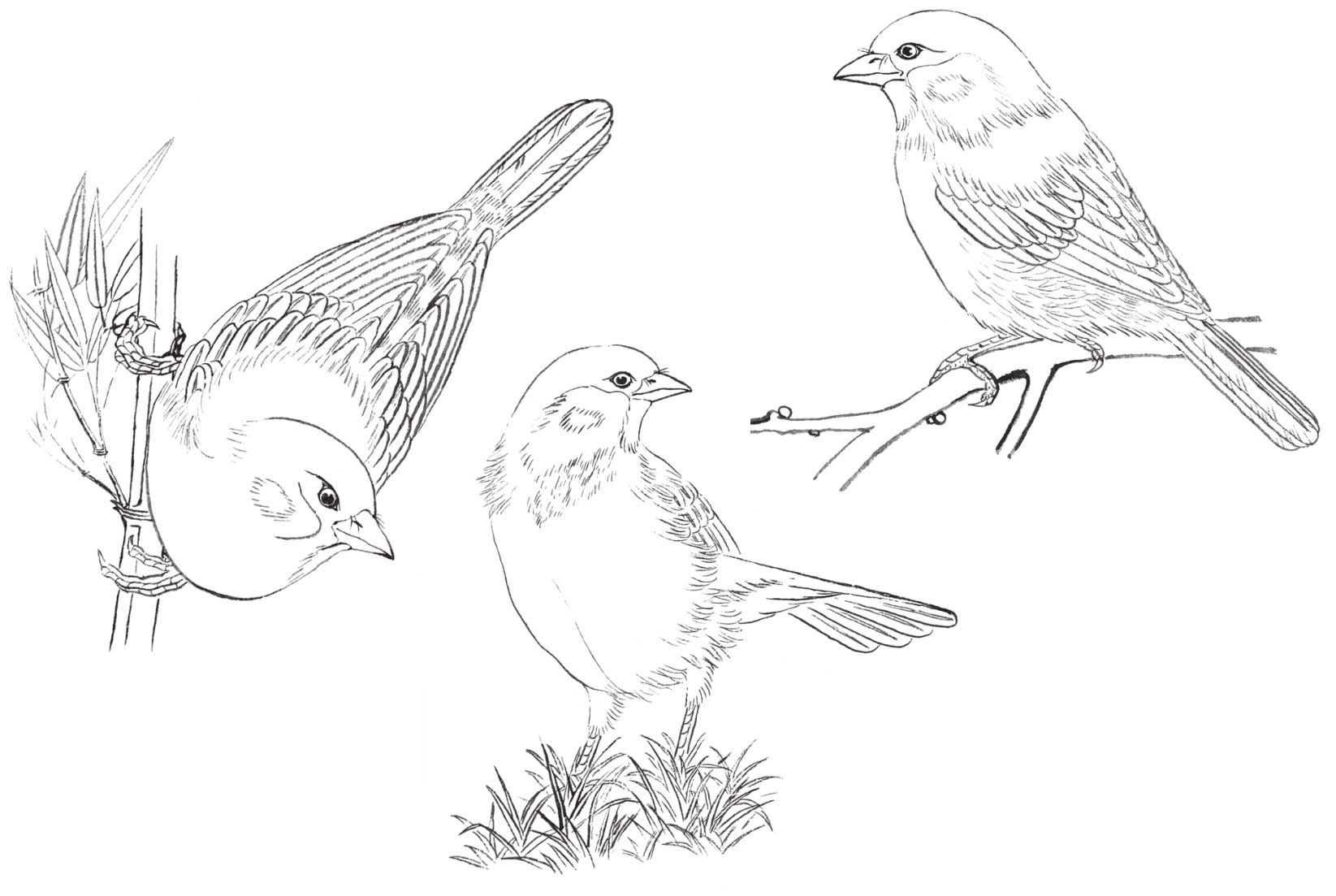 禽鸟工笔画法：分步骤讲解麻雀白描的设色技法，简单易学，收藏