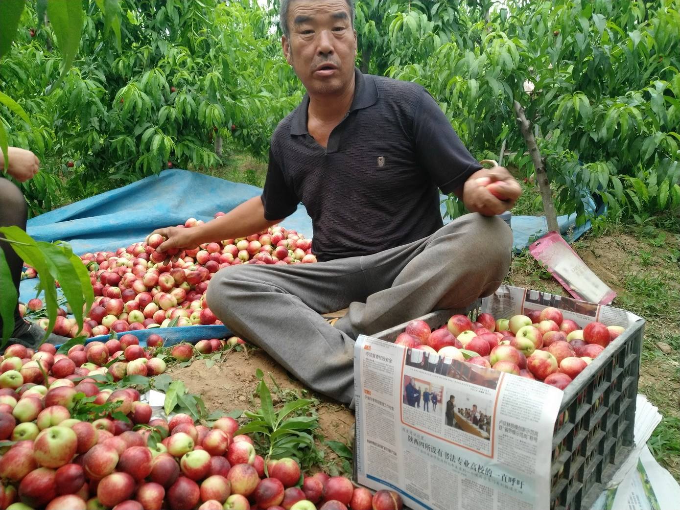 七月熟的油桃有哪些,四月份成熟的油桃好吃么