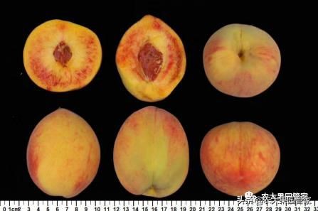 种植新品种果树苗一手货源,各种新品种果树苗木一手货源