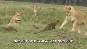 全球最无所畏惧的平头哥,世界上谁能打败平头哥