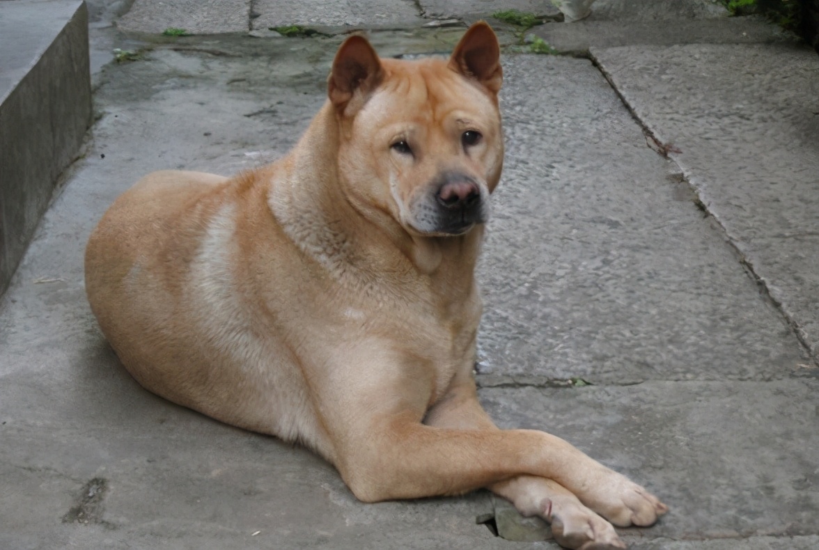 月薪3000养什么狗,养什么狗最好养又听话还便宜