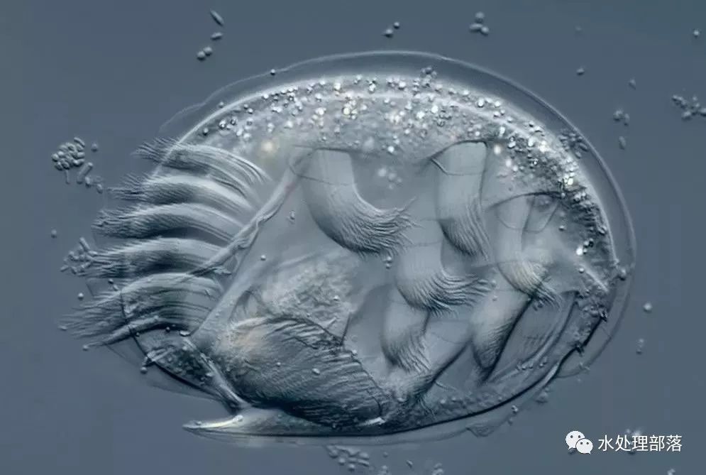 高清丨污水处理微生物图谱