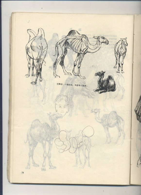 一百幅动物素描,近百幅动物画