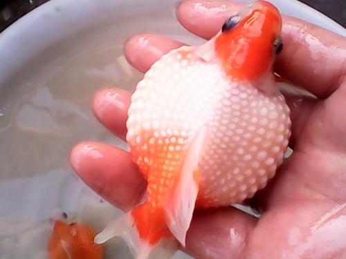 金鱼的起源与演化史,金鱼是怎么演化而来的