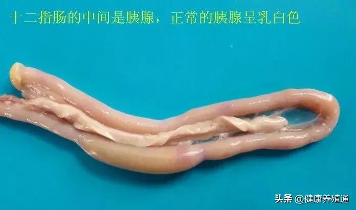 家禽疾病的常用诊断方式有哪些,家禽常见疾病及检测方法书籍