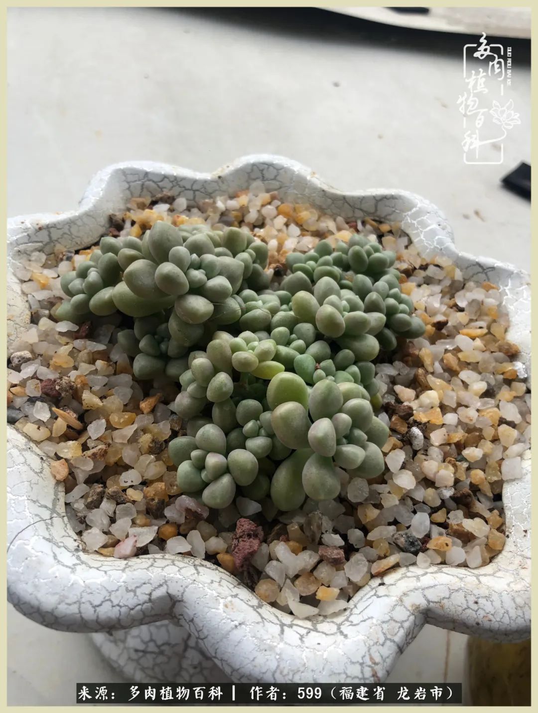 生活需要努力也需要花草,所有的热爱都需要不遗余力图片