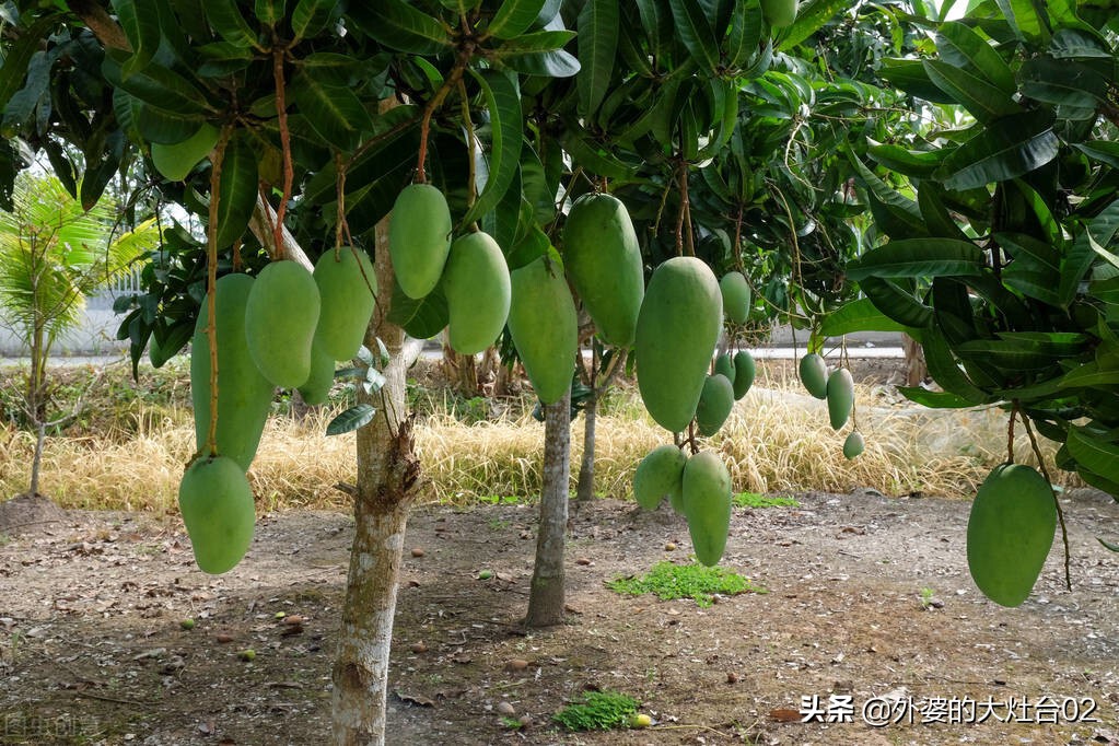不脏手芒果切法,芒果的切法小妙招不用刀不脏手