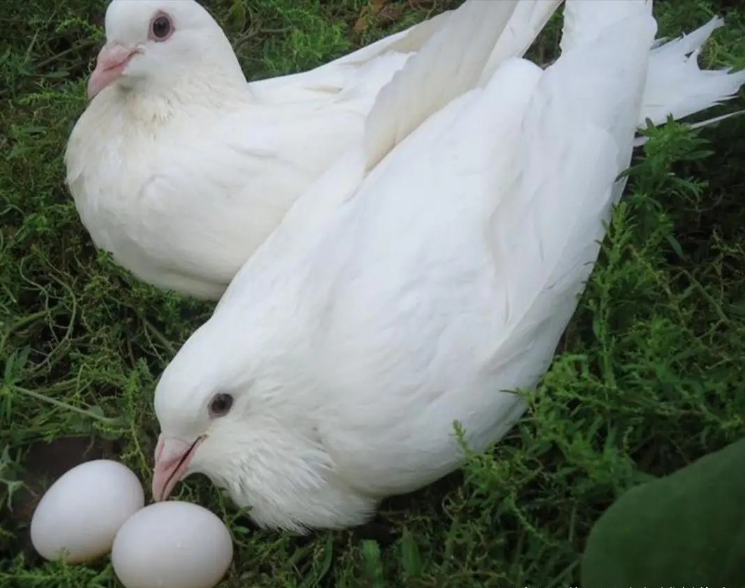 适合穷人的五种养殖创业方式,养殖小项目农村养殖什么比较靠谱