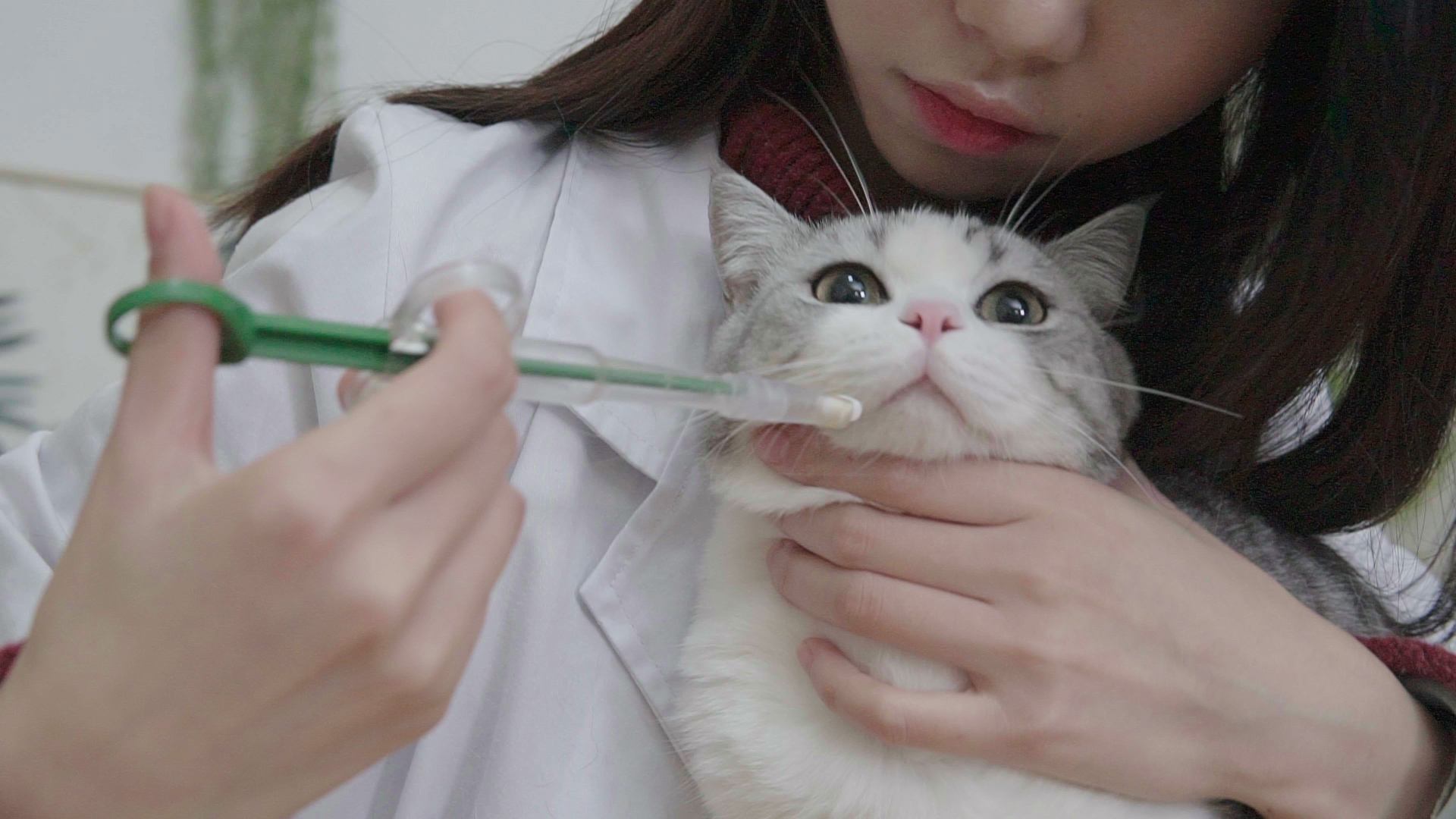 铲屎官必知判断猫咪生病的症状,人对猫咪过敏的症状