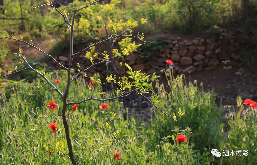 泗张王家庄民俗,泗水泗张王家庄