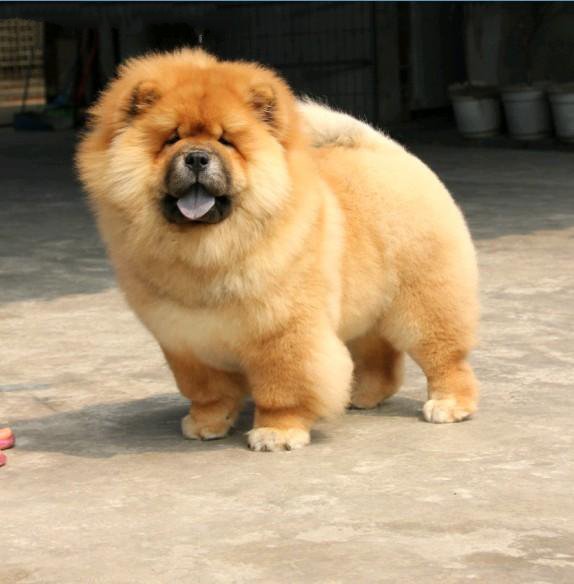 世上最漂亮的十种狗,最名贵的狗叫什么名字