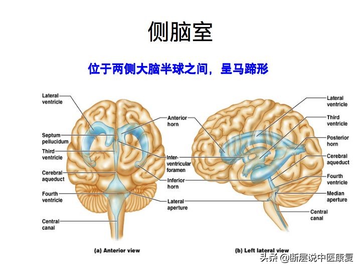 中枢神经系统断层解剖讲解,中枢神经3d解剖动画