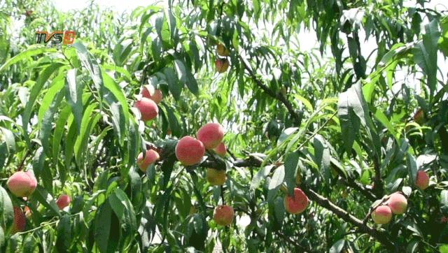 遇见狮岭真实视频,遇见狮子京剧