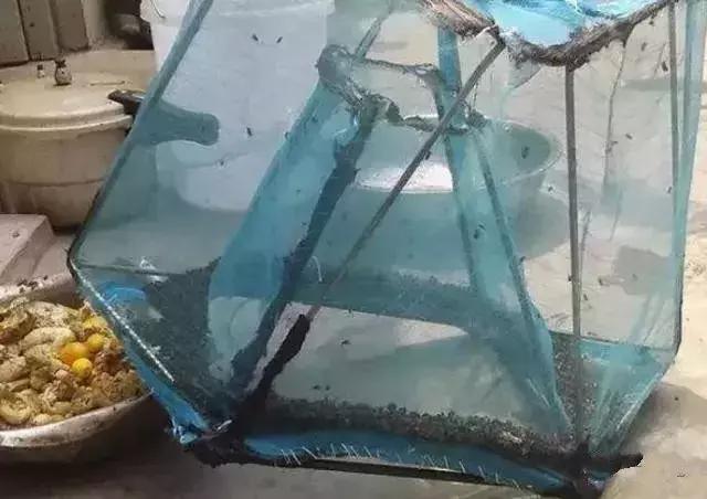 苍蝇太多自制工具,自制简单捕苍蝇神器