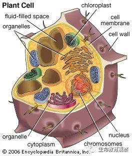 细胞的亚显微结构,细胞亚显微结构模型