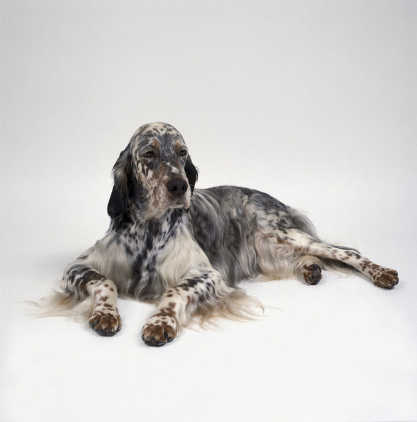 狗狗身上有红点掉毛是什么原因,狗狗身上有红点痒痒是怎么回事