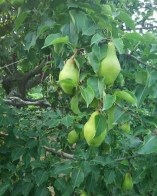 小时候的夏天农村夜晚,儿时夏天的记忆