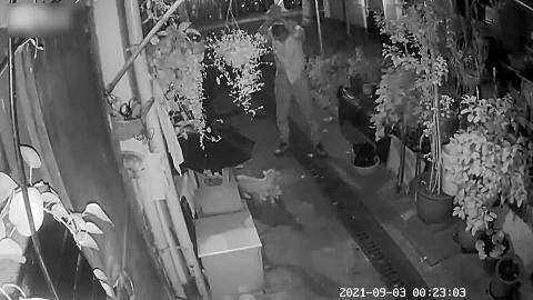 小猫被箭射伤后续,小猫被打伤了腿