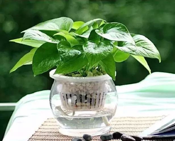 放卧室的观赏植物,适合放房间的植物好看